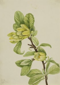Magnolia cordata amarilla, 1922 de Mary Vaux Walcott