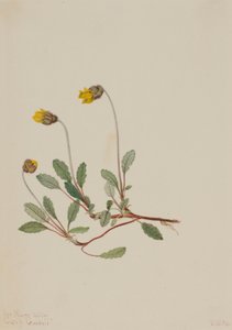 Dríade amarilla (Dryas drummondii) de Mary Vaux Walcott