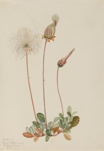 Dríade amarilla (fruto) (Dryas drummondii) de Mary Vaux Walcott