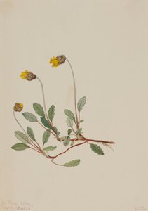 Dríade amarilla Dryas drummondii, 1904