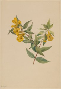 Jazmín amarillo (Gelsemium sempervirens) de Mary Vaux Walcott
