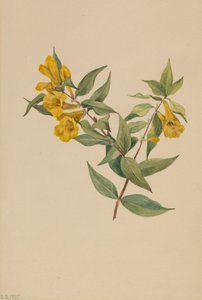 Jazmín Amarillo Gelsemium sempervirens, 1905