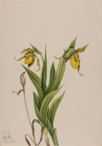 Zapatilla amarilla Cypripedium parviflorum de Mary Vaux Walcott