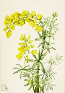 Altramuz amarillo (Lupinis arboreus)