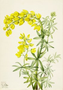 Altramuz amarillo Lupinis arboreus de Mary Vaux Walcott