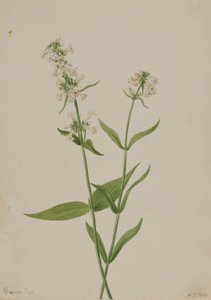 Pentstemon amarillo (Pentstemon confertus) de Mary Vaux Walcott