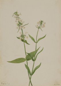 Pentstemon amarillo Pentstemon confertus de Mary Vaux Walcott