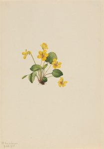 Violeta amarilla (Viola orbiculata) de Mary Vaux Walcott