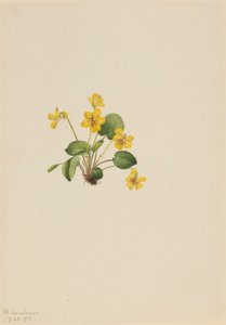 Violeta amarilla Viola orbiculata, 1916 de Mary Vaux Walcott