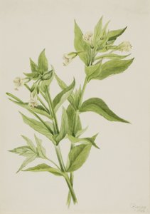 Sauce amarillo (Epilobium lutem) de Mary Vaux Walcott