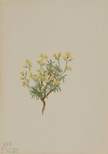 Hierba del sauce amarillo de Mary Vaux Walcott