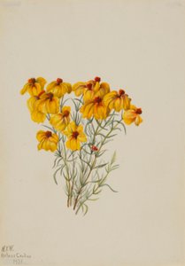 Zinnia (Zinnia grandiflora) de Mary Vaux Walcott