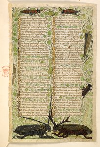 Agregar. 28841, f.2: Escarabajos cornudos, grillos y un locus.  Tratado sobre las virtudes y los vicios y una historia anónima en prosa de Sicilia (fragmento)  Cocharelli de Master of the Cocharelli Codex