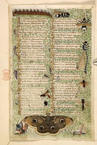 Agregar. 28841, f.4: Avispas, polillas, libélulas y una oruga, de un Tratado sobre las virtudes y los vicios, y una historia anónima en prosa de Sicilia (fragmento), c.1330-40 (vitela) de Master of the Cocharelli Codex