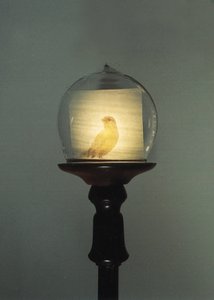 Antiguo de Mat Collishaw
