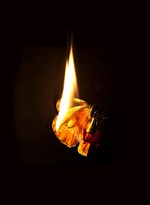 Burning Butterfly 17, 2013 (impresión Lambda) de Mat Collishaw