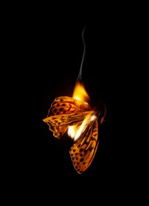 Burning Butterfly 25, 2013 (impresión Lambda) de Mat Collishaw