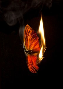 Burning Butterfly 2, 2013 (impresión Lambda) de Mat Collishaw