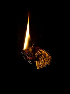 Burning Butterfly 6, 2013 (impresión Lambda)