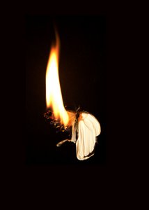 Burning Butterfly 7, 2013 (impresión Lambda) de Mat Collishaw