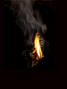 Burning Butterfly 9, 2013 (impresión Lambda) de Mat Collishaw