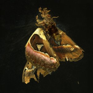 Insecticida 11, 2006 (fotografía tipo C)