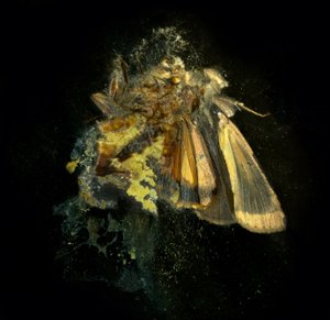 Insecticida 12, 2006 (fotografía tipo C) de Mat Collishaw