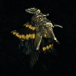 Insecticida 17, 2009 (fotografía tipo C) de Mat Collishaw