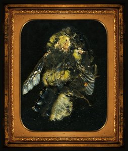 Insecticida 2, 2006 (fotografía tipo C) de Mat Collishaw