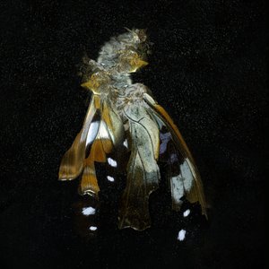Insecticida 38, 2011 (fotografía tipo C) de Mat Collishaw