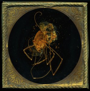 Insecticida 5, 2006 (fotografía tipo C) de Mat Collishaw