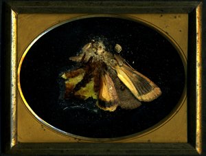 Insecticida 8, 2006 (fotografía tipo C)