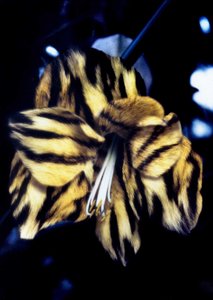 Lirio de piel de tigre de Mat Collishaw