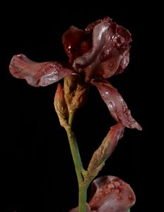 Venal Muse, Viridor, 2012 (resina, pintura esmaltada, madera, vidrio, acero) de Mat Collishaw