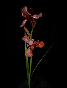 Venal Muse, Viridor, 2012 (resina, pintura esmaltada, madera, vidrio, acero) de Mat Collishaw
