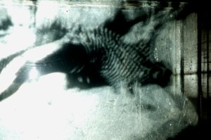 Wormery, 2009 (madera, vidrio, acero, proyector y reproductor) de Mat Collishaw