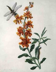 Erysium Cheiri con Libélula y Oruga