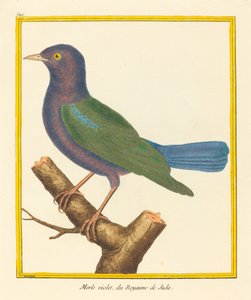 Mirlo Violeta, del Reino de Judá de Matinet