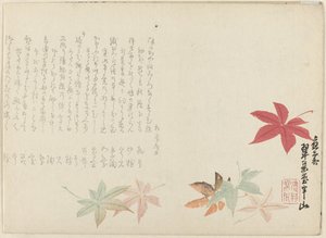 arce japonés