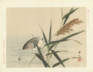 Pato de buceo por caña Bocetos de flores y pájaros de Keibun - tercera parte (título de la serie) Keibun kacho gafu kohen (título de la serie sobre el objeto) de Matsumura Keibun