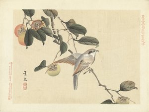 Pájaro y caqui Bocetos de flores y pájaros de Keibun, primera parte (título de la serie) Keibun kacho gafu zen pen (título de la serie en el objeto) de Matsumura Keibun