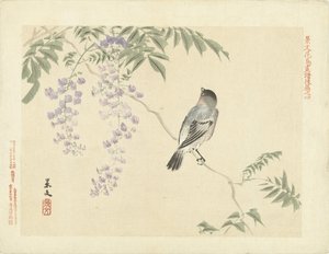 Pájaro en rama de glicina Bocetos de flores y pájaros de Keibun - tercera parte (título de la serie) Keibun kacho gafu kohen (título de la serie sobre el objeto) de Matsumura Keibun