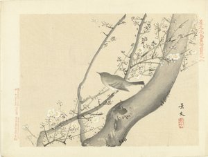 Pájaro en árbol con flor blanca Bocetos de flores y pájaros de Keibun, primera parte (título de la serie) Keibun kacho gafu zen pen (título de la serie en el objeto) de Matsumura Keibun