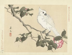 Cacatúa blanca en una rama de camelia. 1892