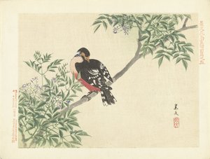 Pájaro negro-rojo Bocetos de flores y pájaros de Keibun, primera parte (título de la serie) Keibun kacho gafu zen pen (título de la serie en el objeto) de Matsumura Keibun