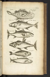 Ficha III, Tunas, Ilustración de 