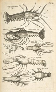 Ficha II, Langostas, Ilustración de 