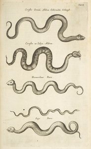 Ficha II, Serpientes, Ilustración de 