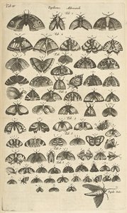 Pestaña. IV, mariposas y polillas, ilustración de 
