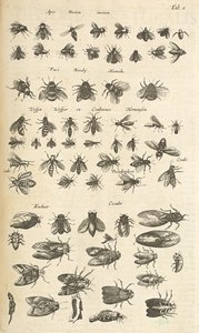 Ficha I, abejas y avispas, ilustración de 